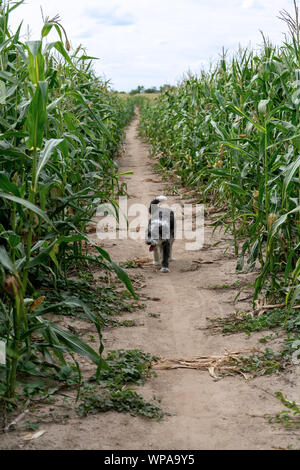 A black and white dog running on a path through a green cornfield Stock Photo