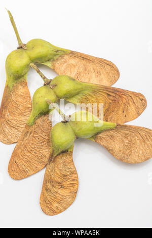 Macro Acer pseudoplatanus / Sycamore tree seeds. A member of the Maple family & has helicopter seeds. Sycamore has been used in herbal remedies Stock Photo