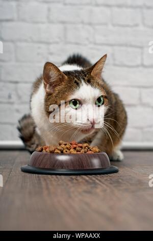 Tabby cat sitting beside a food bowl filled with dried food and looking sideways. Stock Photo
