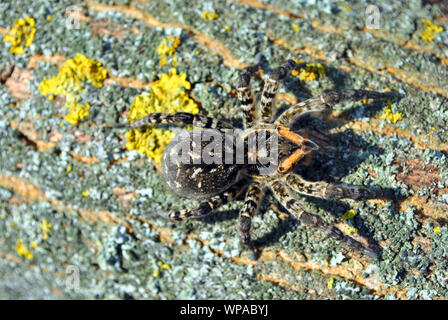 Lycosa (Lycosa singoriensis, wolf spiders) on tree bark background with yellow moss, top view Stock Photo