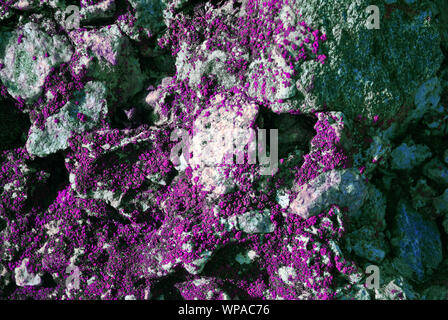 Purple moss, plaster surface  with crushed stones on wall, grunge horizontal shabby background detail close up Stock Photo