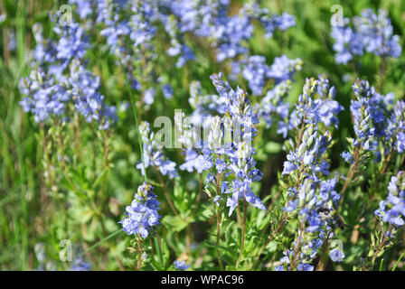 Veronica officinalis (heath speedwell; common gypsyweed; common speedwell; or Paul's betony) flowers,  grass background Stock Photo