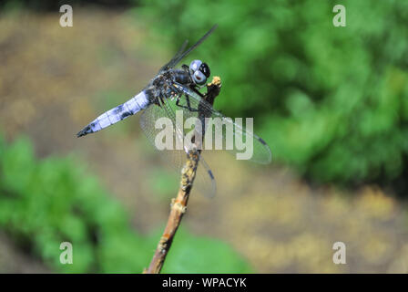 Emperor dragonfly or blue emperor (Anax imperator) male sitting on dry twigs, green grass soft bokeh Stock Photo