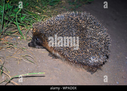 Hedgehog walking in the dark, side view, blurry green grass and gray soil background Stock Photo