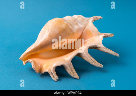 Front view the sea shell isolated on blue background. Stock Photo