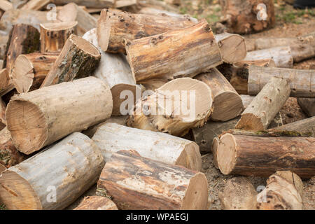 Man choping wood in the forest Stock Photo