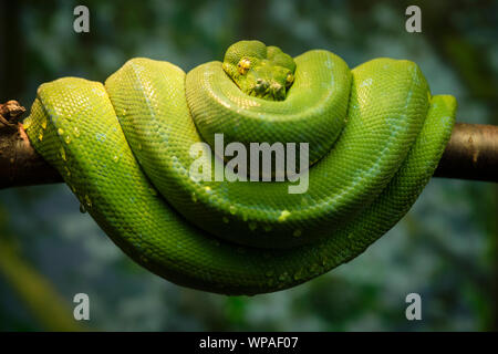 Green snake curled up on a branch. Stock Photo