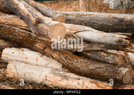 Man choping wood in the forest Stock Photo