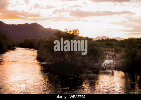 Wild Horses along side the Salt River Stock Photo