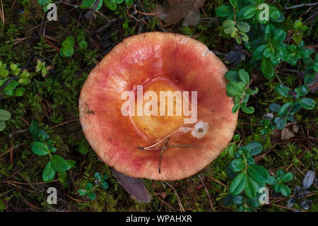 Edible small mushroom Russula with red russet cap in moss autumn forest background. Fungus in the natural environment. Big mushroom macro close up Stock Photo