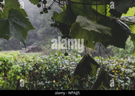 Silhouette of hanging grape twig with grape bunch and began to fade leaves in front of forest background and during the heavy rain in early autumn tim Stock Photo