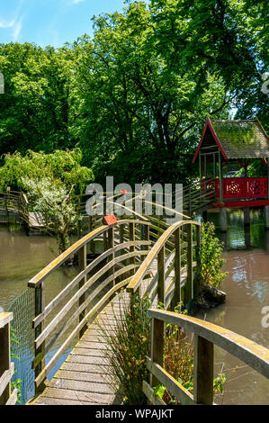 A series of wooden arched bridges with a hut in the centre create a footbridge across a pool of sunlit water from where to view the flora and fauna Stock Photo