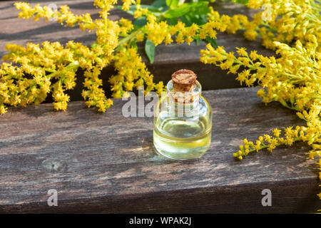 A bottle of Canadian goldenrod essential oil with fresh Solidago canadensis plant Stock Photo