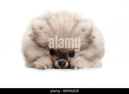 cute pomeranian spitz puppy dog, lying down on white floor, looking shy Stock Photo