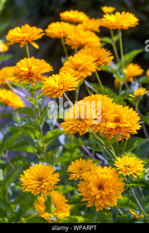 False sunflower,Heliopsis helianthoides var. scabra 'Sonnenschild', yellow flowers Stock Photo
