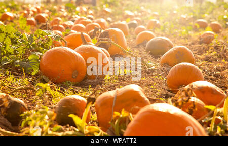 Big round orange pumpkin patch in a field outdoors with a low sun in Autumn. Halloween scenic. Stock Photo