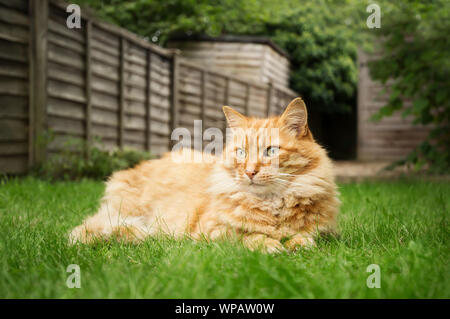 Close up of a ginger cat lying on grass in the back yard, UK. Stock Photo