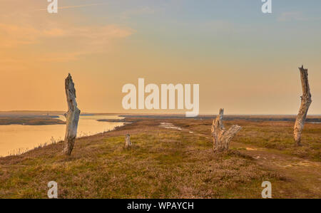 Ancient wooden posts rising out of the salt marsh landscape in the evening sun with sea mist at Thornham Old Harbour in North Norfolk Stock Photo