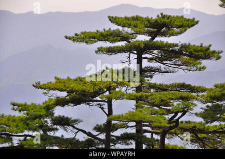 The scenery of Huangshan, Yellow Mountain, national park, Anhui, China Stock Photo