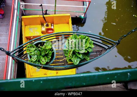 Two pot hanging from a small boat made from iron rod containing two calathea plants with patterns in leaves, top view, selective focusing Stock Photo