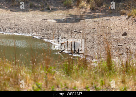 Royal Bengal Tiger or Panthera Tigris Tigris roaming in Kanha national park Madhya Pradesh central India Stock Photo