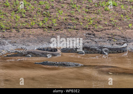 Three nile crocodiles, Crocodylus niloticus, in the Levuvhu River Stock Photo