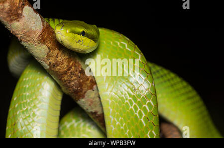 Red-Tailed Racer (Gonyosoma oxycephalum) wrapped around a branch in the jungle of Kaeng Krachan NP Thailand. Stock Photo