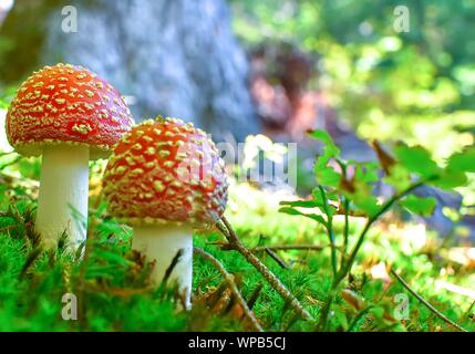 Flyagaric mushroom in green moss in fall forest Stock Photo