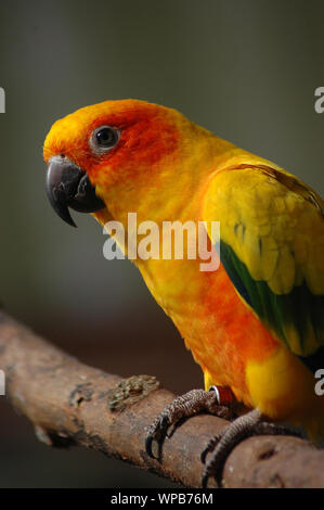 Sun Conure from Central and South America Stock Photo