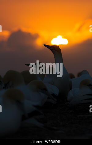 Australasian gannet Morus serrator, colony at sunrise, Cape Kidnappers, New Zealand, November Stock Photo