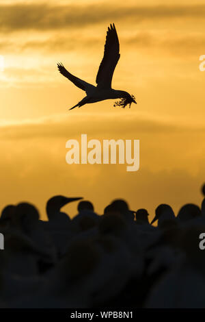 Australasian gannet Morus serrator, adult, carrying nesting material to its nest at dawn, Cape Kidnappers, New Zealand, November Stock Photo