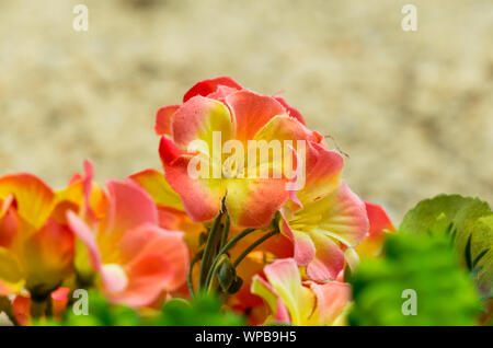 artificial flowers outdoors Stock Photo