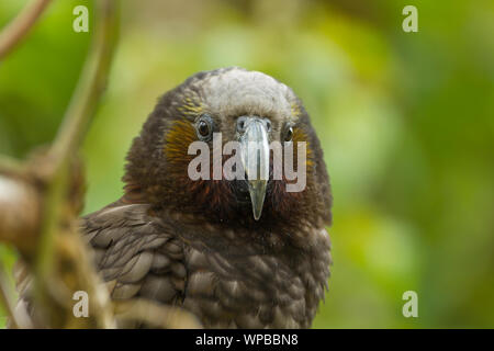 Kaka Nestor meridionalis (captive), head shot, Zealandia, Wellington, New Zealand, November Stock Photo