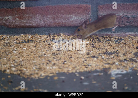 A mouse feasting on seeds spoiled by birds from the bird feeder Stock Photo