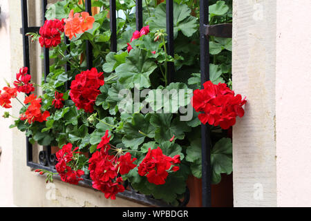 Beautiful bright geranium blooms on the windowsill. Stock Photo