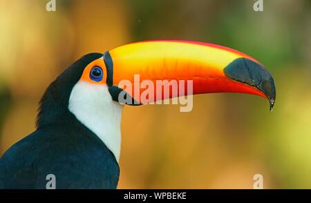 Toco toucan (Ramphastos toco), animal portrait, Pantanal, Mato Grosso, Brazil Stock Photo