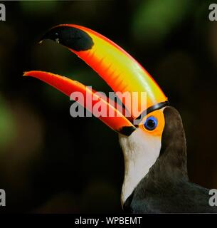 Toco toucan (Ramphastos toco), animal portrait with open beak, Pantanal, Mato Grosso, Brazil Stock Photo