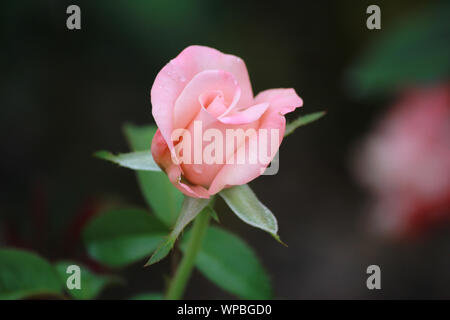 Hybrid Tea Rose Rosa 'Pink Promise' Stock Photo