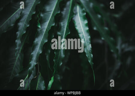 Deep dark green palm leaves pattern. Creative layout, toned image filter effect Stock Photo