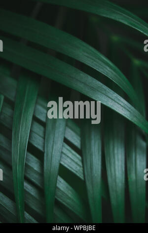 Deep dark green palm leaves pattern. Creative layout, toned image filter effect Stock Photo