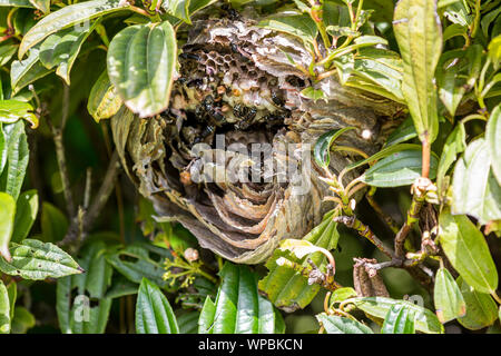 A damaged nest of bald faced wasps ' Dolichovespula maculata ' is being repared by the workers. Stock Photo