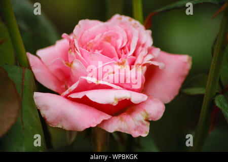 Rosa 'Queen Elizabeth' (Grandiflora Rose) Stock Photo