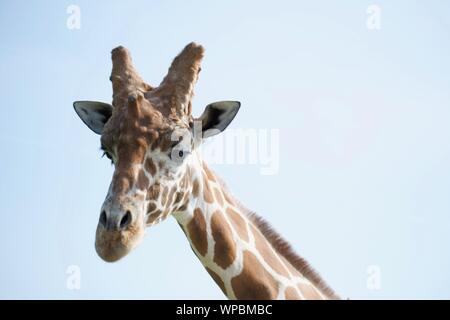 Reticulated Giraffes at The Wilds in Cumberland Ohio. Standing tall against grassy background and blue sky. Shadows visible on the ground, green trees Stock Photo