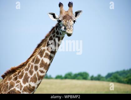 Reticulated Giraffes at The Wilds in Cumberland Ohio. Standing tall against grassy background and blue sky. Shadows visible on the ground, green trees Stock Photo