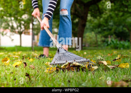 Raking fallen leaves in garden. Gardener woman cleaning lawn from leaves in backyard. Woman standing with rake. Autumnal seasonal work in garden. Stock Photo