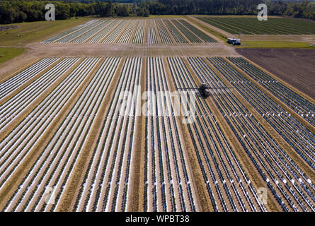 High angle view of tractor spraying crop of tomatoes. Stock Photo