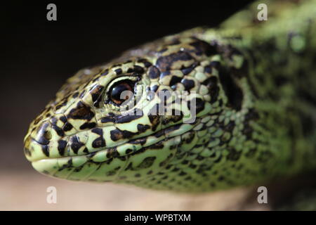 Close up of Sand lizard Stock Photo