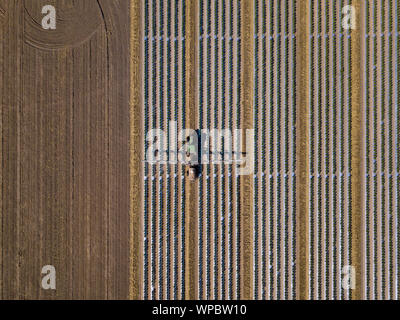 Straight down view of tractor spraying chemical fertilizer or pesticide on a tomato field. Stock Photo