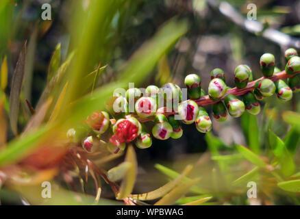 Young callistemon japanese red maple flower buds Stock Photo