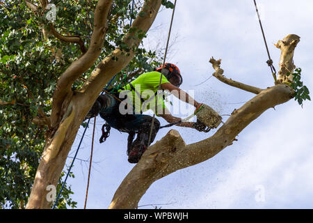 Lumberjack or tree surgeon felling a Eucalyptus tree with a chainsaw Stock Photo